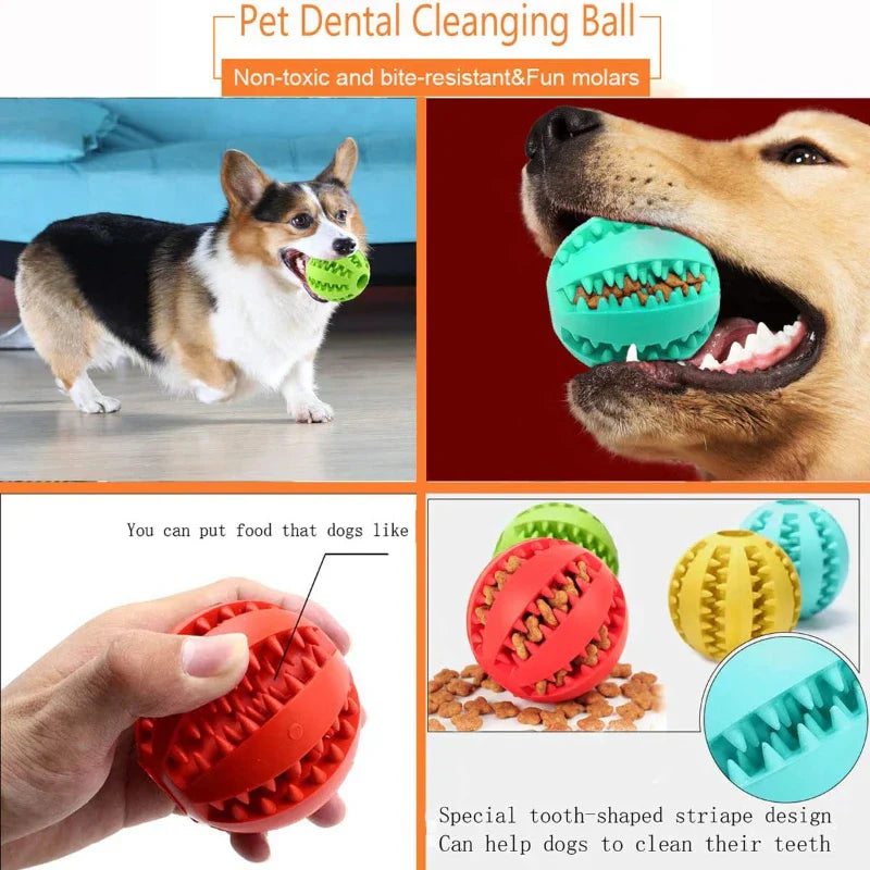 Dog playing with a tooth cleaning ball to improve dental health