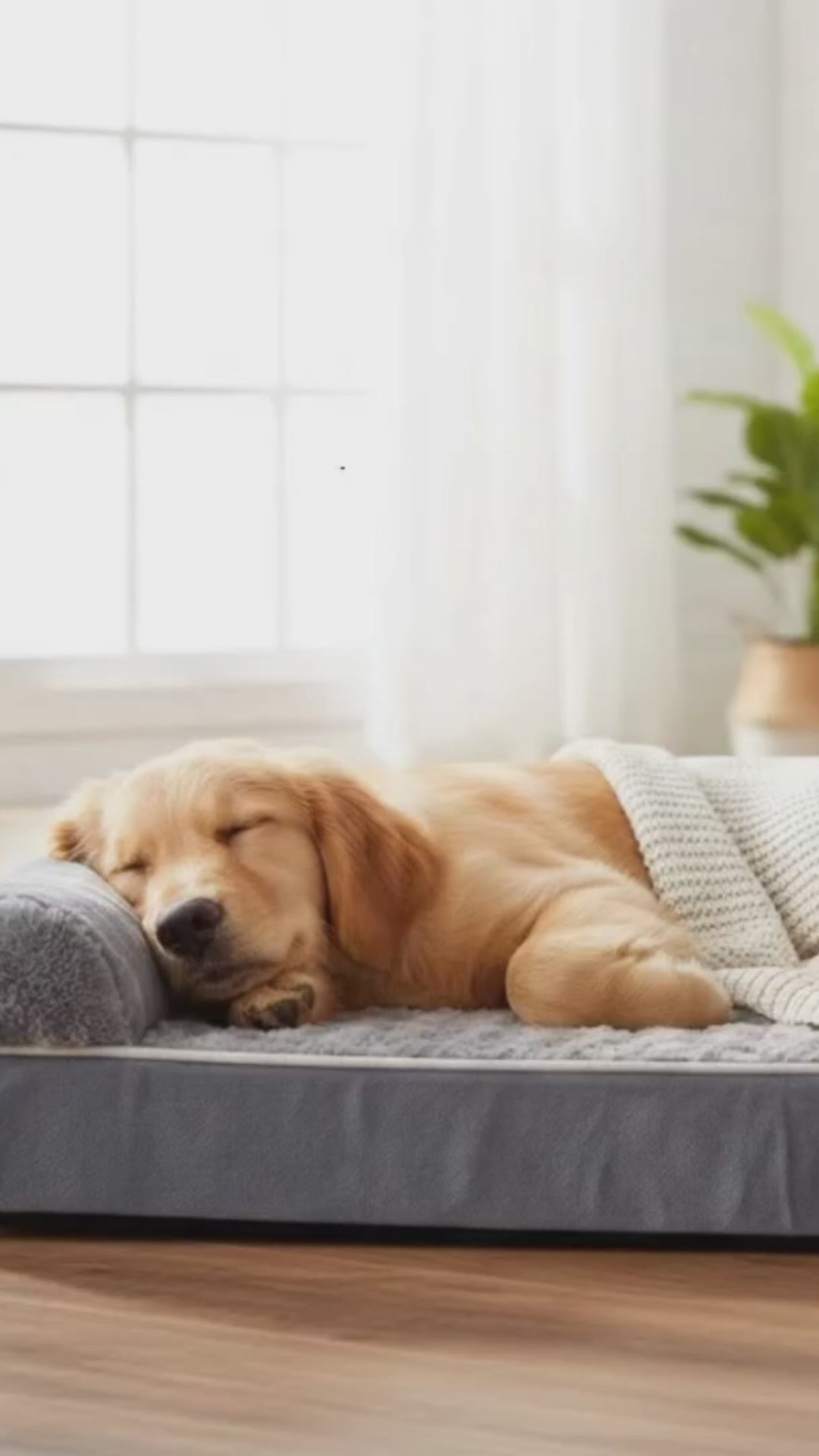 Luxury Washable Dog & Cat Bed – Soft Detachable Pet Mat for Medium & Large Pets